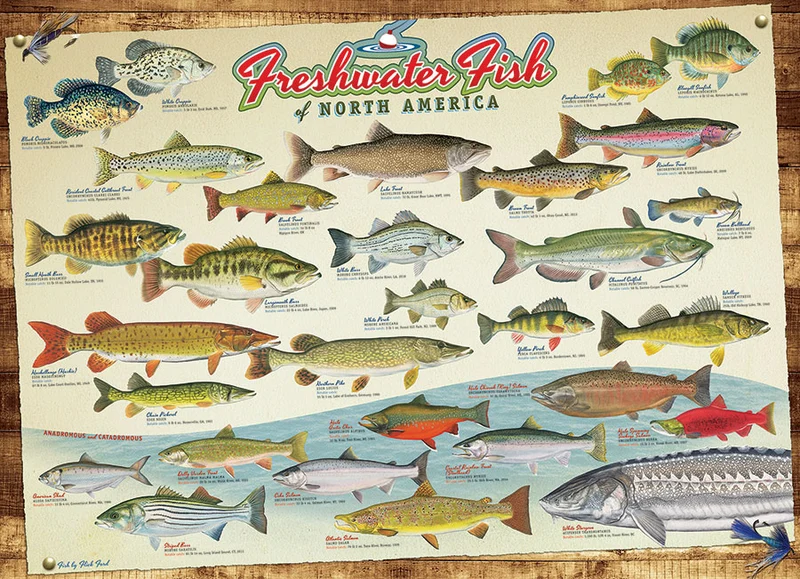 Freshwater Fish of North America