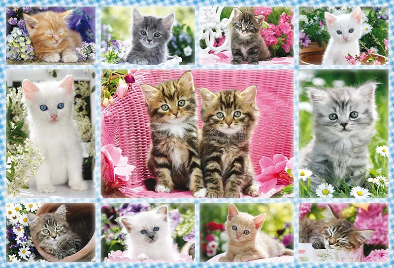 Kittens, 100 pc