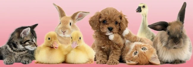 Ravensburger Animal Friends (Panorama)