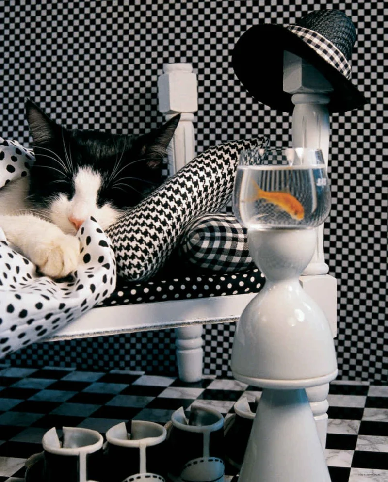 Checkerboard Cat