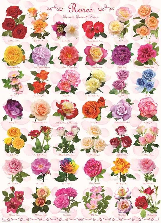 Roses (Recipe Included)