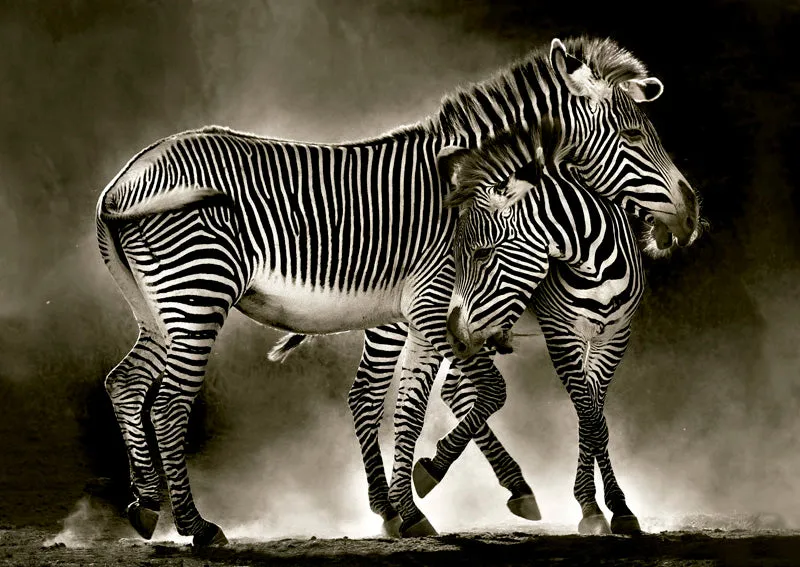 Zebras