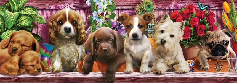 Puppy Love (Panoramic)