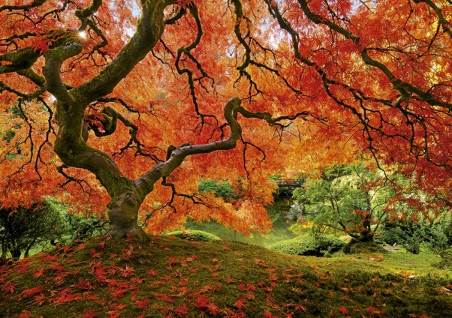 Japanese Garden (Jardin Japonais)