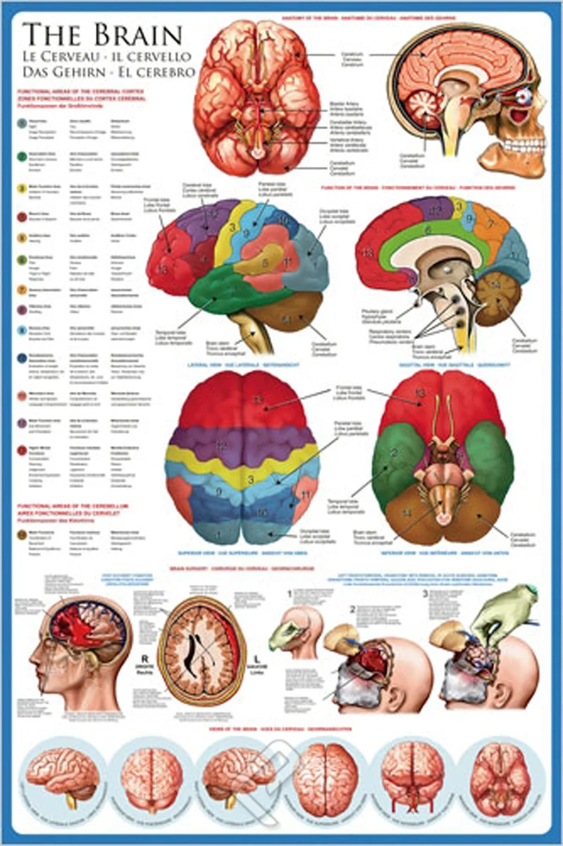 The Brain | Le Cerveau