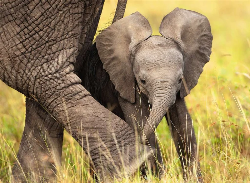 Ravensburger Baby Elephant