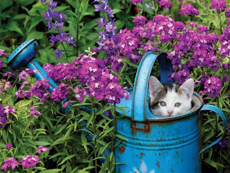 In the Garden