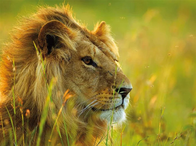 Ravensburger King of the Savannah