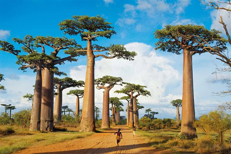 Madagascar
