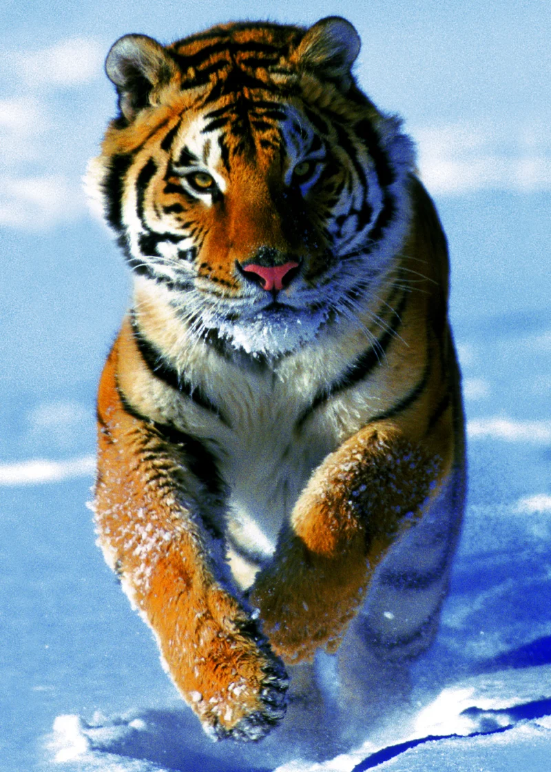 Snow Tiger