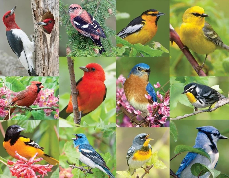Birds of a Feather (500pcs)