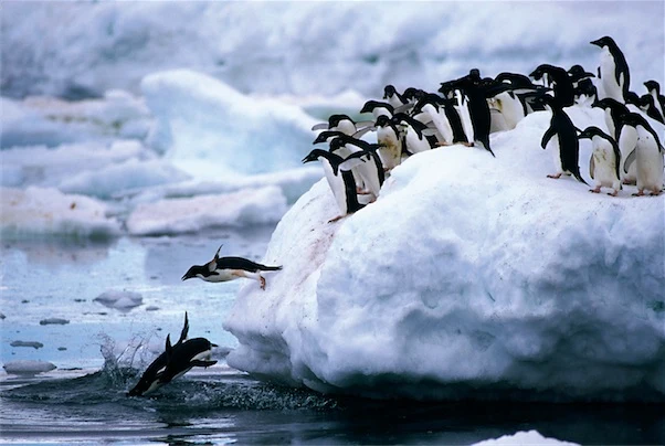 Penguins