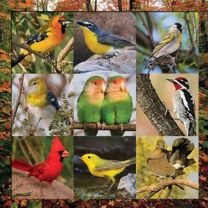 Songbird Symphony