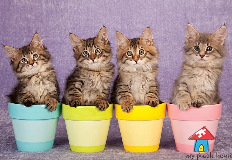Moggy Kittens