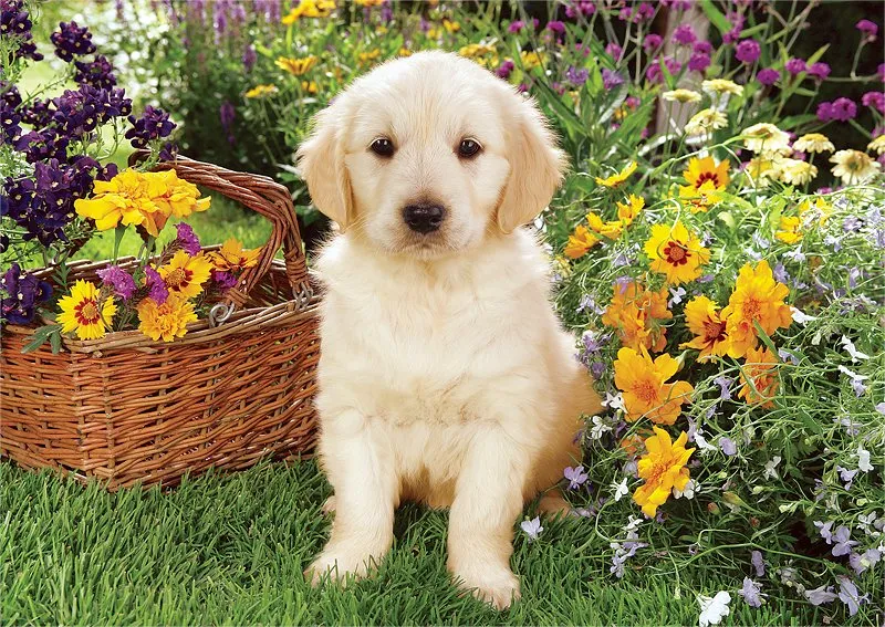 Labrador Puppy in Garden