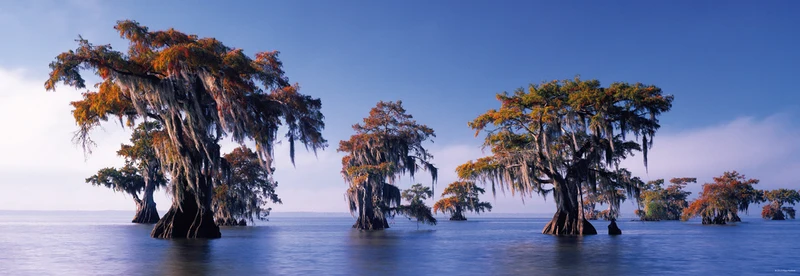 Bald Cypresses - Atchafalaya River, USA (Panorama)
