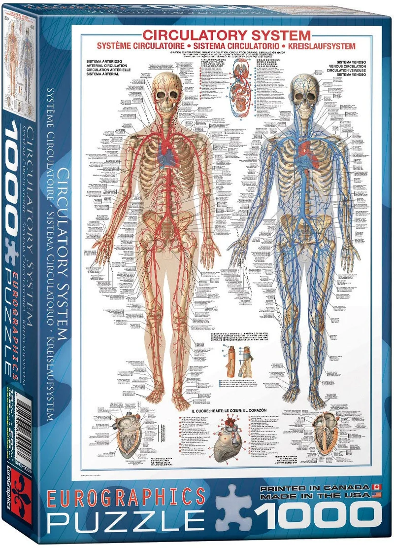 Circulatory System